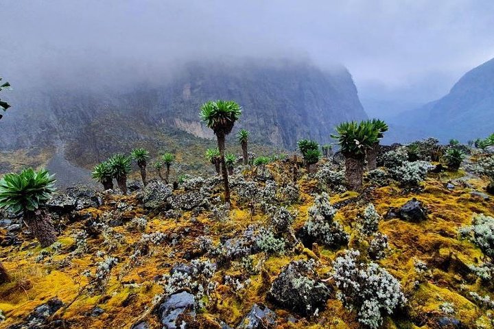 Randonnée en montagne de 7 jours en RD du Congo Rwenzori - Vues panoramiques (4462 m alt)