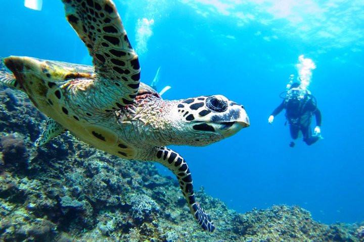 Tour snorkeling y ballenas - Parque Nacional Machalilla