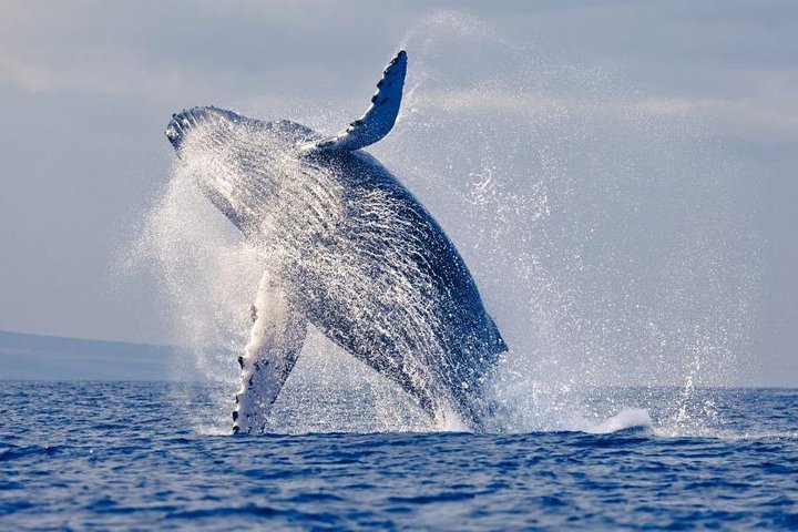 Tour snorkeling y ballenas - Parque Nacional Machalilla