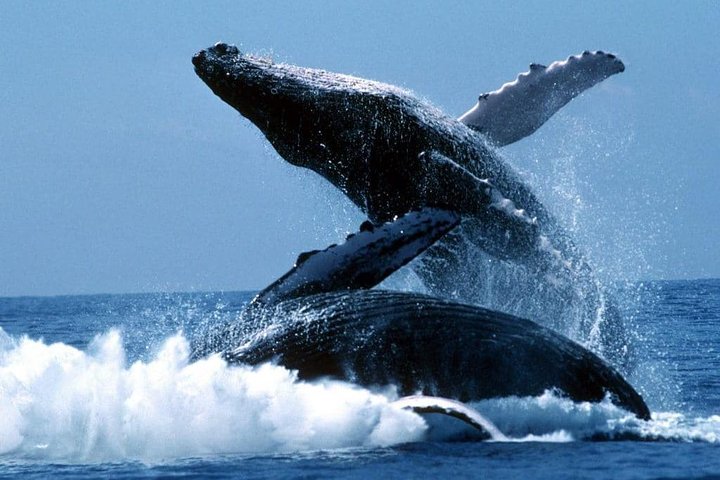 Tour snorkeling y ballenas - Parque Nacional Machalilla