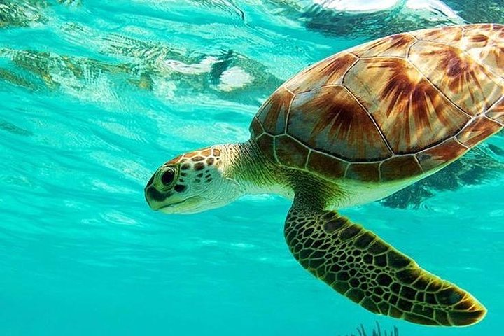 All Inclusive: Schnorcheln in der Blauen Lagune von Bali, Mittagessen und Transport