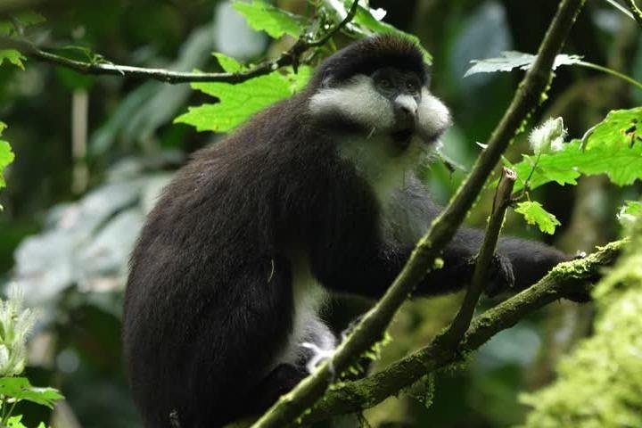 9 dias no Congo Rwenzori - Caminhada na montanha - atingindo o pico Margherita (5109 m de alt)