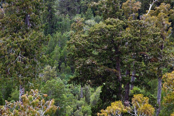 9 dias no Congo Rwenzori - Caminhada na montanha - atingindo o pico Margherita (5109 m de alt)