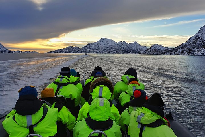 Premium RIB Boot naar Trollfjord & Sea Eagles