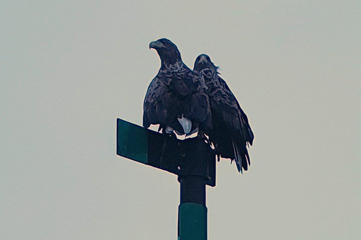 Premium RIB Boot naar Trollfjord & Sea Eagles