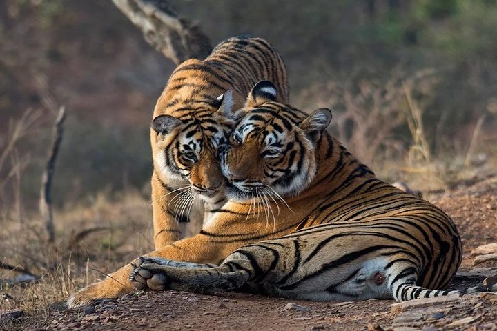 Toegang zonder wachtrij voor Ranthambore Gypsy Safari