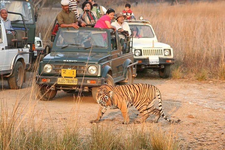 Toegang zonder wachtrij voor Ranthambore Gypsy Safari