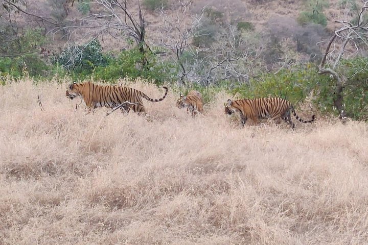 Toegang zonder wachtrij voor Ranthambore Gypsy Safari