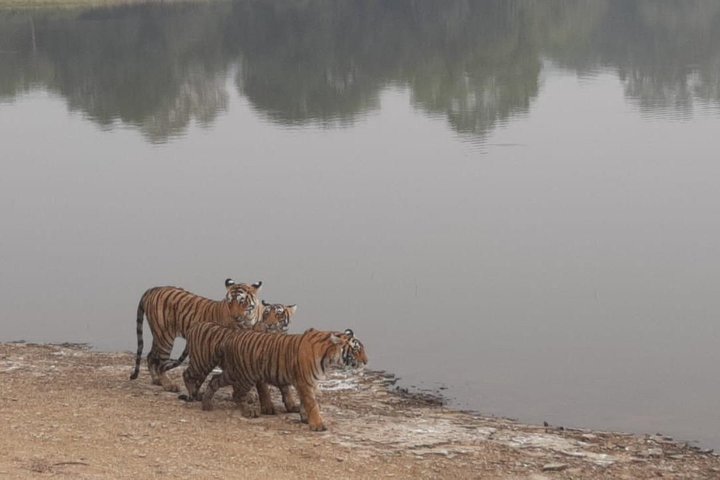 Toegang zonder wachtrij voor Ranthambore Gypsy Safari