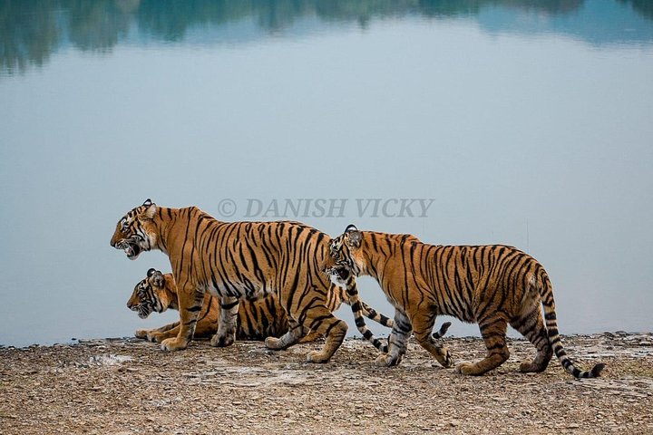 Toegang zonder wachtrij voor Ranthambore Gypsy Safari