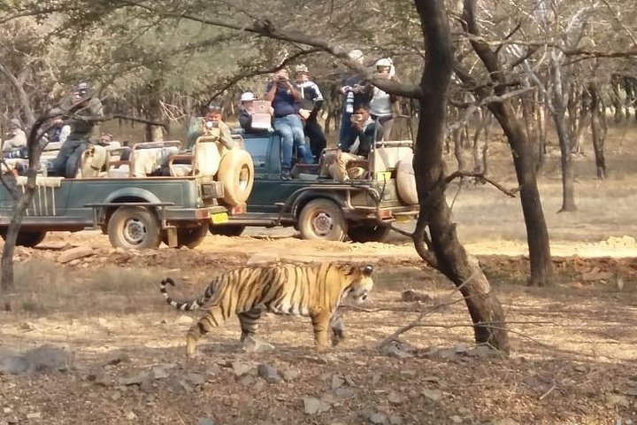 Toegang zonder wachtrij voor Ranthambore Gypsy Safari