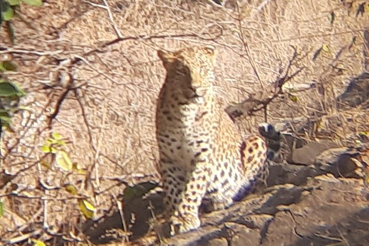 Toegang zonder wachtrij voor Ranthambore Gypsy Safari