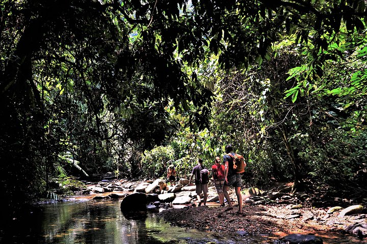 Monkey Business 2 giorni - 1 notte Trekking nella giungla a Bukit Lawang