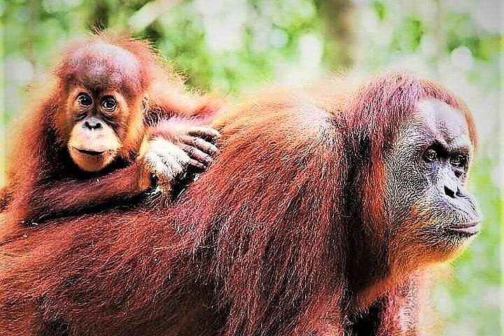 Monkey Business 2 giorni - 1 notte Trekking nella giungla a Bukit Lawang