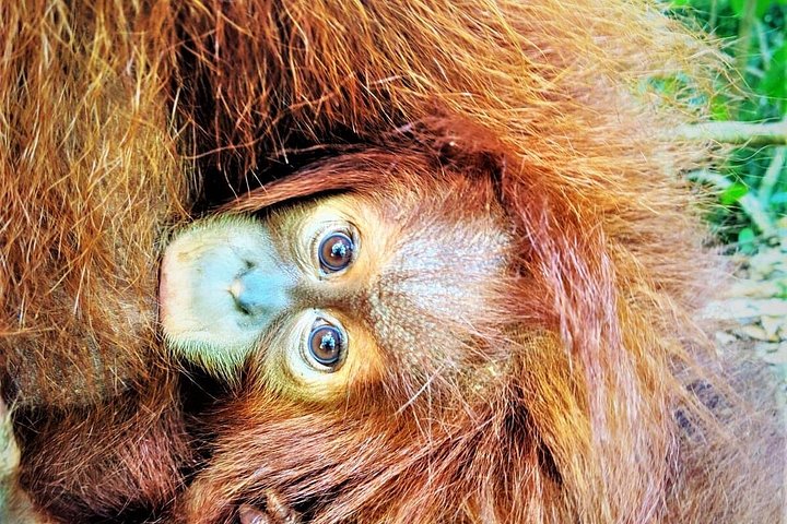 Monkey Business 2 giorni - 1 notte Trekking nella giungla a Bukit Lawang