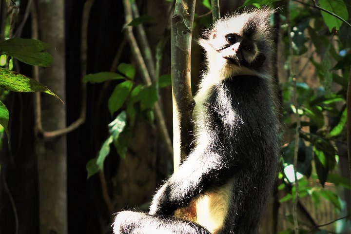 Monkey Business 2 giorni - 1 notte Trekking nella giungla a Bukit Lawang