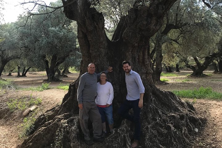 Tour del Aceite de Oliva y Visita al Casco Antiguo de Belchite