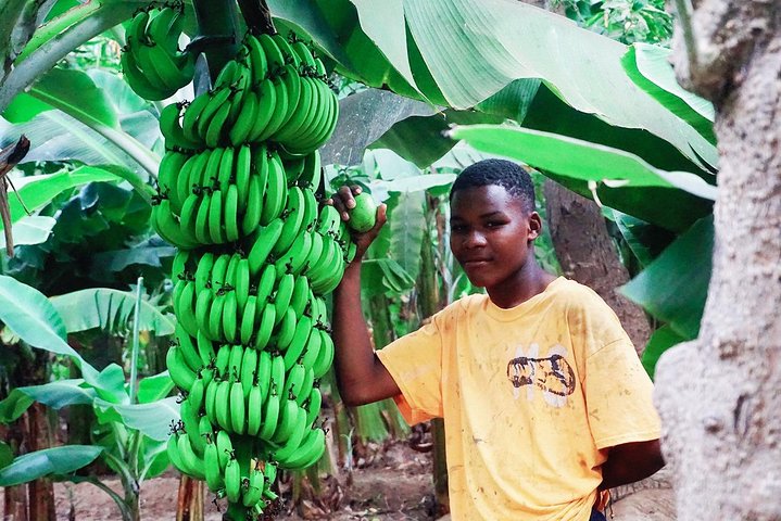 Like Locals: Banana Plantation, and Cuscuz with locals