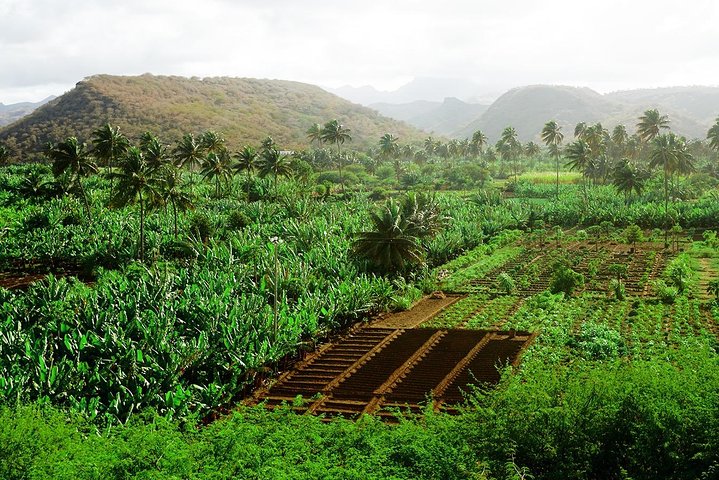 Like Locals: Banana Plantation, and Cuscuz with locals