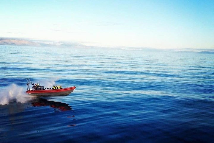 Grandes Baleines & Macareux Tour en bateau RIB au départ de Húsavík