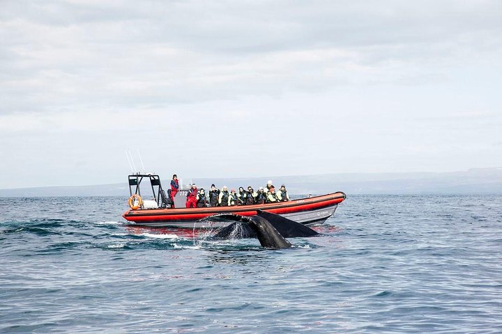 Grandes Baleines & Macareux Tour en bateau RIB au départ de Húsavík