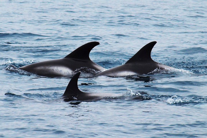 Grandes Baleines & Macareux Tour en bateau RIB au départ de Húsavík