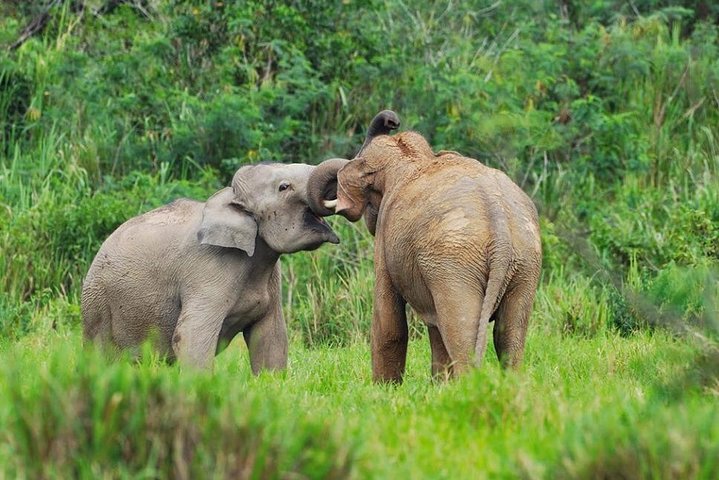 Observation des éléphants et de la faune dans le parc national de Kuiburi - Visite privée de l'après-midi