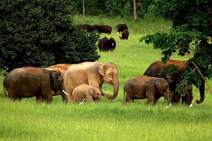 Observation des éléphants et de la faune dans le parc national de Kuiburi - Visite privée de l'après-midi