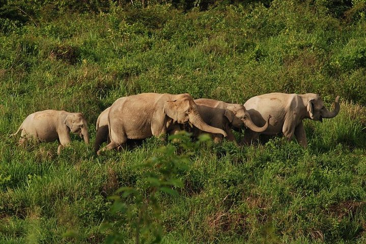 Observation des éléphants et de la faune dans le parc national de Kuiburi - Visite privée de l'après-midi