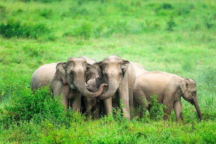 Observation des éléphants et de la faune dans le parc national de Kuiburi - Visite privée de l'après-midi