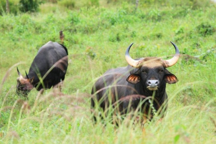 Observation des éléphants et de la faune dans le parc national de Kuiburi - Visite privée de l'après-midi
