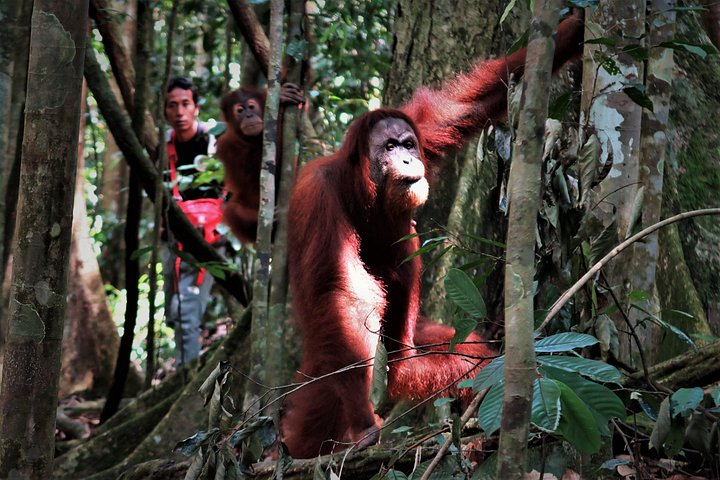 Monkey Business 2 giorni - 1 notte Trekking nella giungla a Bukit Lawang