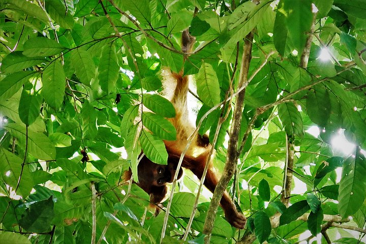 Monkey Business 2 giorni - 1 notte Trekking nella giungla a Bukit Lawang