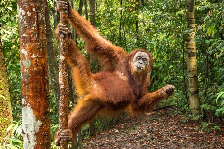Monkey Business 3 dagen - 2 nachten Jungle trekking (inclusief raften)
