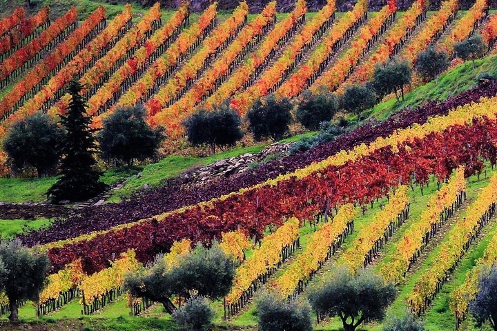 Douro Valley Tour : wijnproeverij, cruise en lunch vanuit Porto
