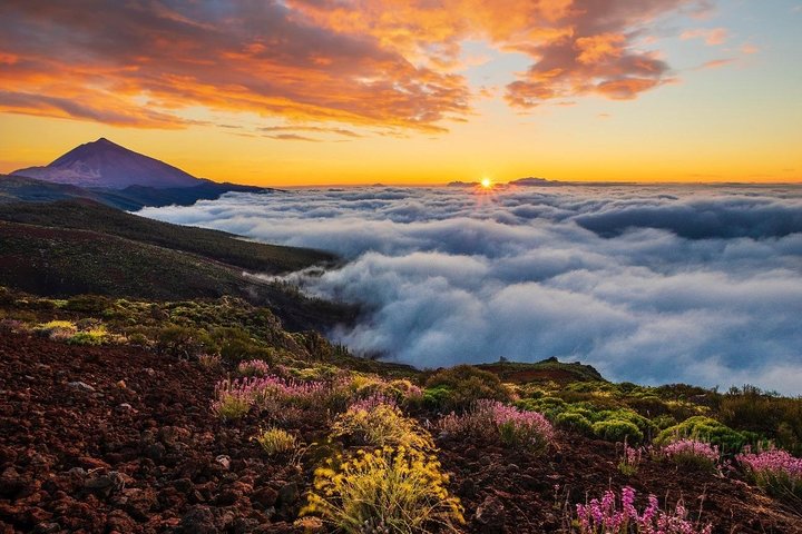 Teide Halvdagstur med buss gjennom nasjonalparken