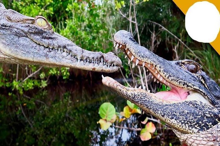 Excursão de dia inteiro ao Alligator Eco Park em Morena saindo de Gwalior