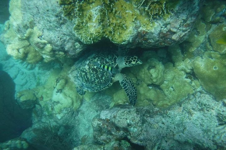 Key West Reef morgen snorkling med frokost og mimosaer