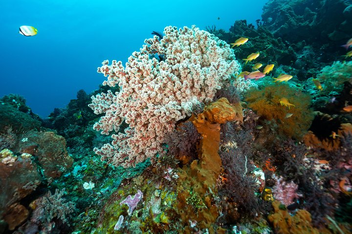 Discover Scuba Diving in Tulamben - Diving Initiation in Bali best diving sites