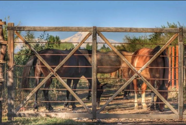 Paseo a caballo por viñedos seguido de almuerzo gourmet