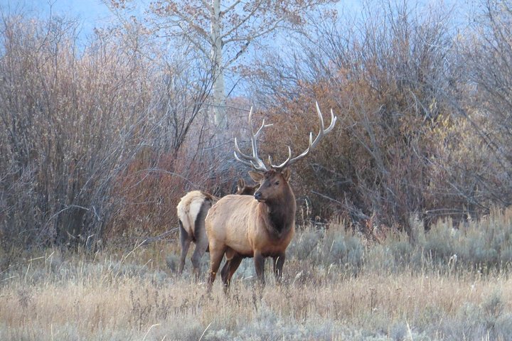 Parque Nacional Grand Teton - excursão guiada de dia inteiro saindo de Jackson Hole