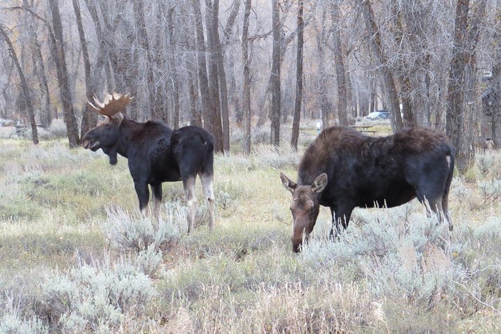 Parque Nacional Grand Teton - excursão guiada de dia inteiro saindo de Jackson Hole