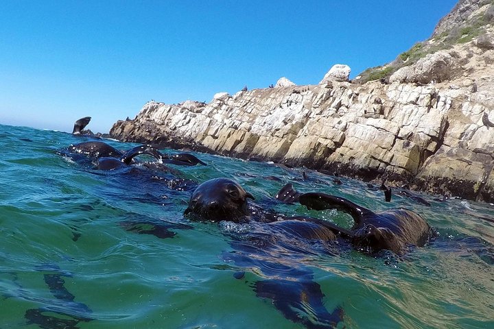 1,5-timers sejlbådtur i Plettenberg Bay