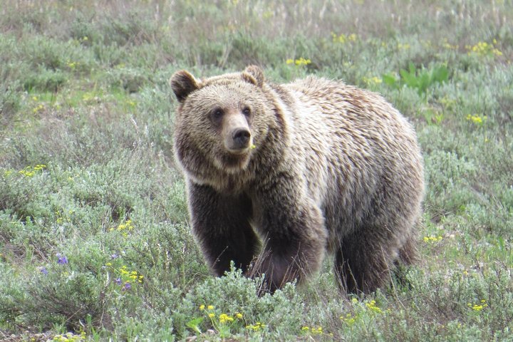 Parque Nacional Grand Teton - excursão guiada de dia inteiro saindo de Jackson Hole