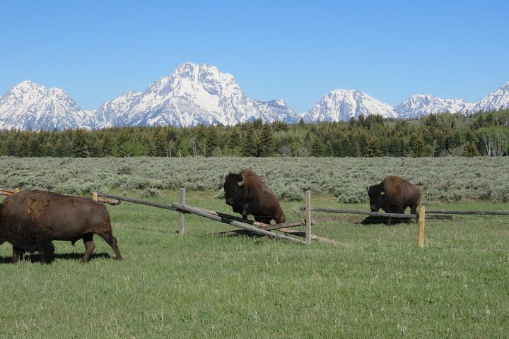Parque Nacional Grand Teton - excursão guiada de dia inteiro saindo de Jackson Hole