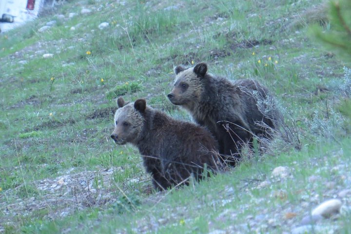 Parque Nacional Grand Teton - excursão guiada de dia inteiro saindo de Jackson Hole