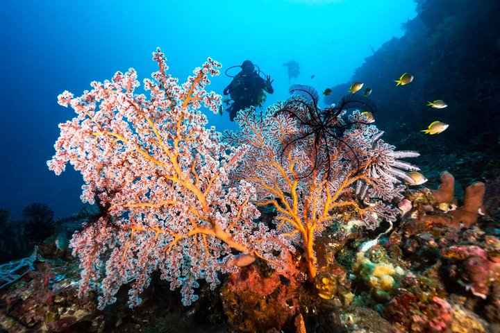 5 immersioni divertenti a Tulamben (per subacquei certificati) - Scopri siti di immersione famosi