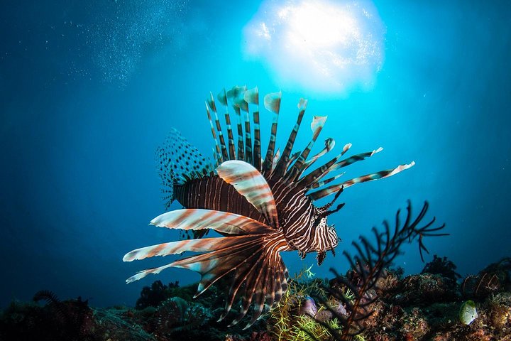 5 immersioni divertenti a Tulamben (per subacquei certificati) - Scopri siti di immersione famosi