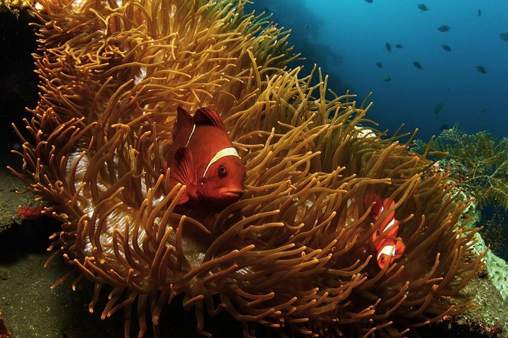 5 immersioni divertenti a Tulamben (per subacquei certificati) - Scopri siti di immersione famosi