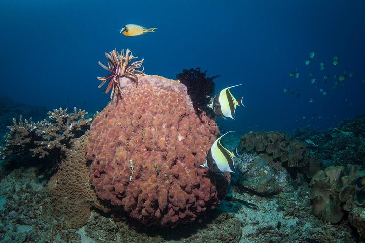 5 immersioni divertenti a Tulamben (per subacquei certificati) - Scopri siti di immersione famosi